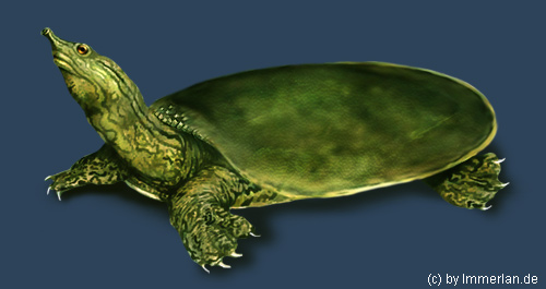 Grüne Weichschildkröte